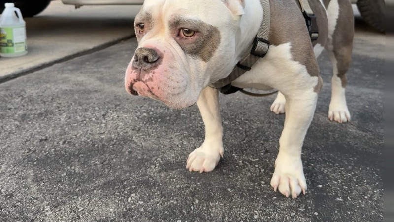 A dog waiting in a driveway beside the Scoop North truck